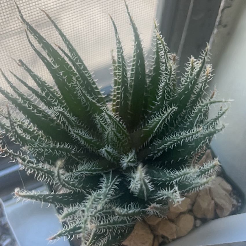 Photo of the plant species Haworthia-leaved Aloe by @DollPlumtree60 named Athena on Greg, the plant care app