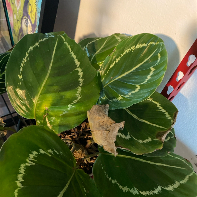 Photo of the plant species Green Goddess by @PeppyTwister66 named Fernie Mac on Greg, the plant care app