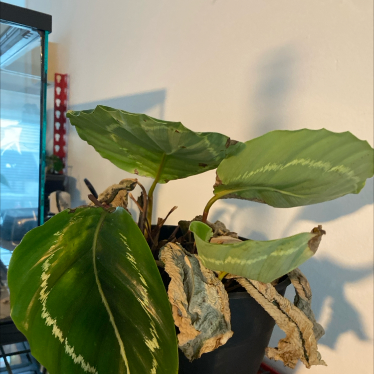 Photo of the plant species Green Goddess by @PeppyTwister66 named Ulysses S Plant on Greg, the plant care app