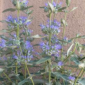 Photo of the plant species Gold Crest Bluebeard by @KeyGinseng45 named Muhammad Ali on Greg, the plant care app