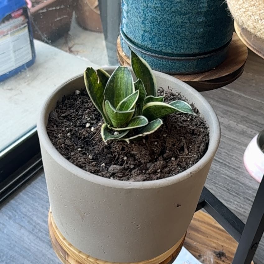 Photo of the plant species Sansevieria trifasciata hahnii 'Ocean Star' by @GlowingTutu43 named Bieber on Greg, the plant care app