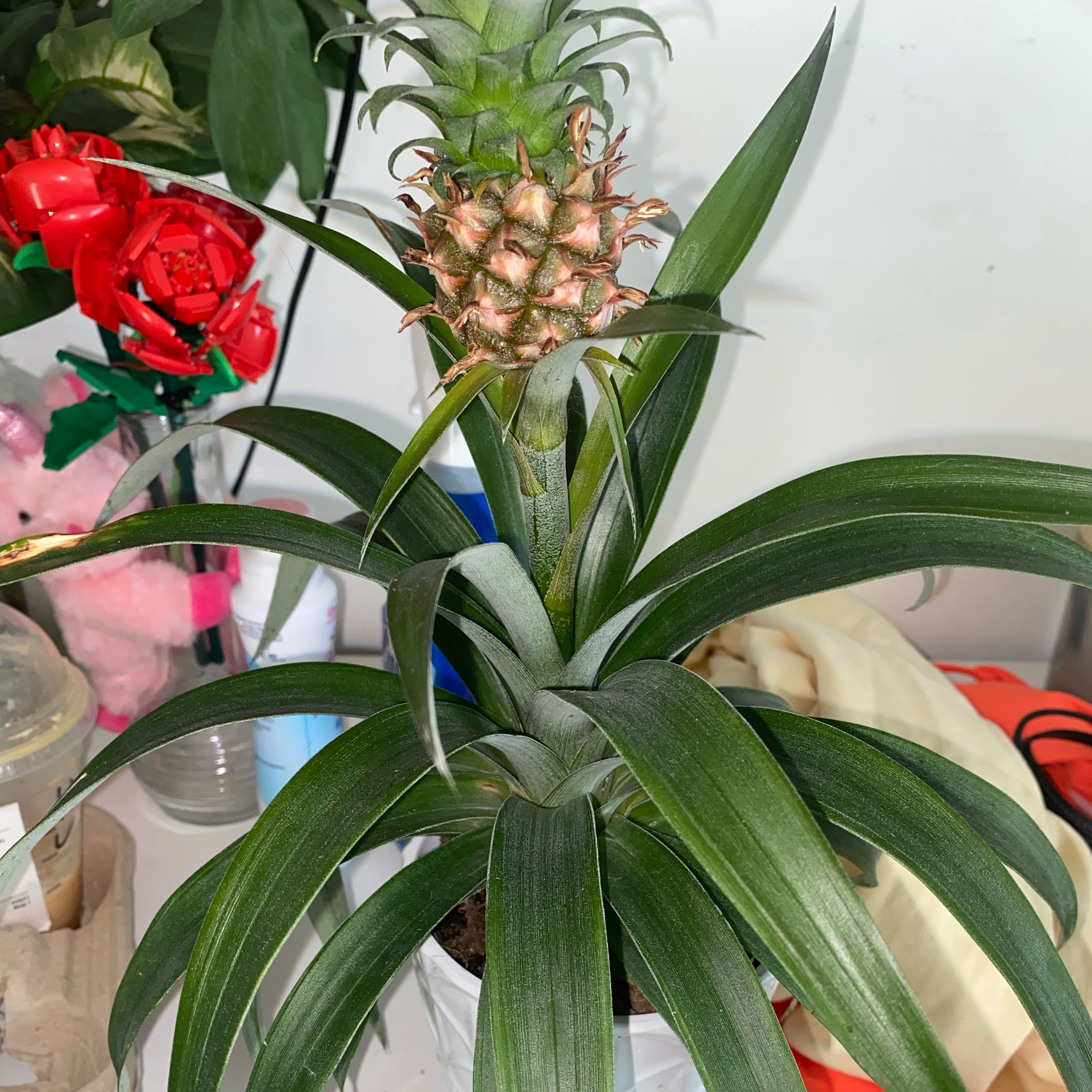 Photo of the plant species Pineapple by @SilveryFern55 named Queen on Greg, the plant care app
