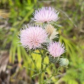 Photo of the plant species Bristly Thistle by @FitRose40 named Oscar on Greg, the plant care app