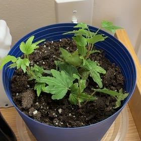 Photo of the plant species Pixie Dixie Ivy by @ConfidentGray31 named Kesha on Greg, the plant care app