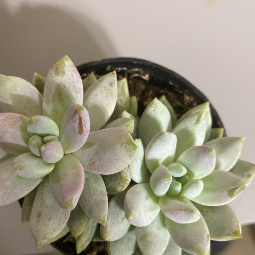 Misty
