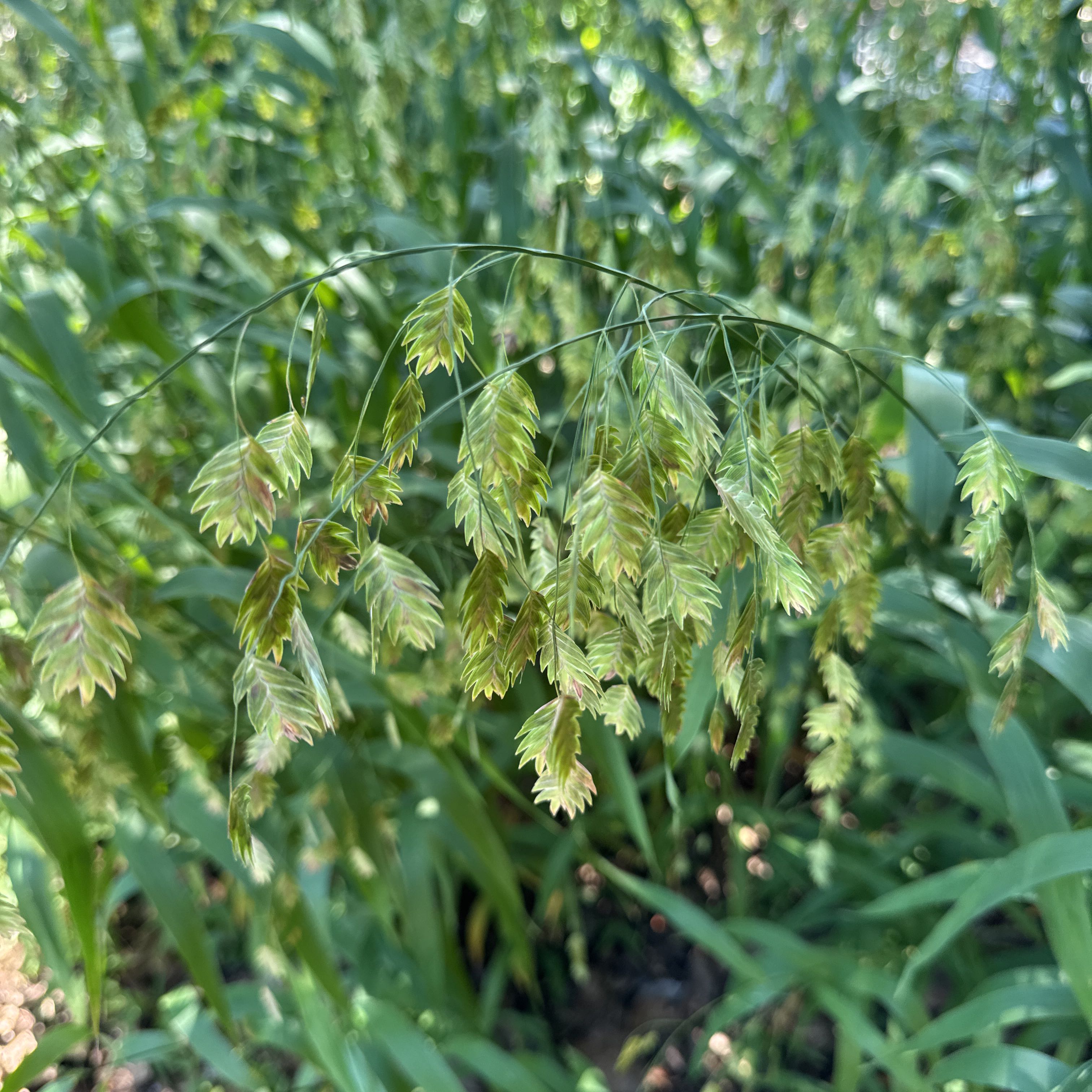 Photo of the plant species Sea Oats by @JuicyMostii33 named Lebron on Greg, the plant care app