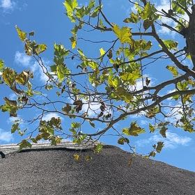 Plant care for California Plane Tree on Greg, the plant care app