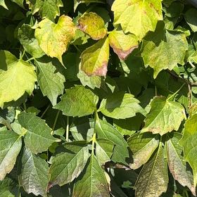 Photo of the plant species Boston Ivy 'Lowii' by @JuicyMostii33 named Nemo on Greg, the plant care app