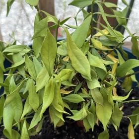 Photo of the plant species Gardenia augusta 'Florida' by @JuicyMostii33 named Huckleberry Fern on Greg, the plant care app