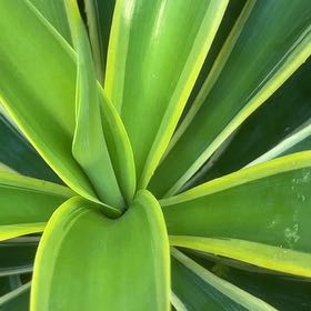 Photo of the plant species Sisal by @VipPokaka94 named Treeyoncé on Greg, the plant care app