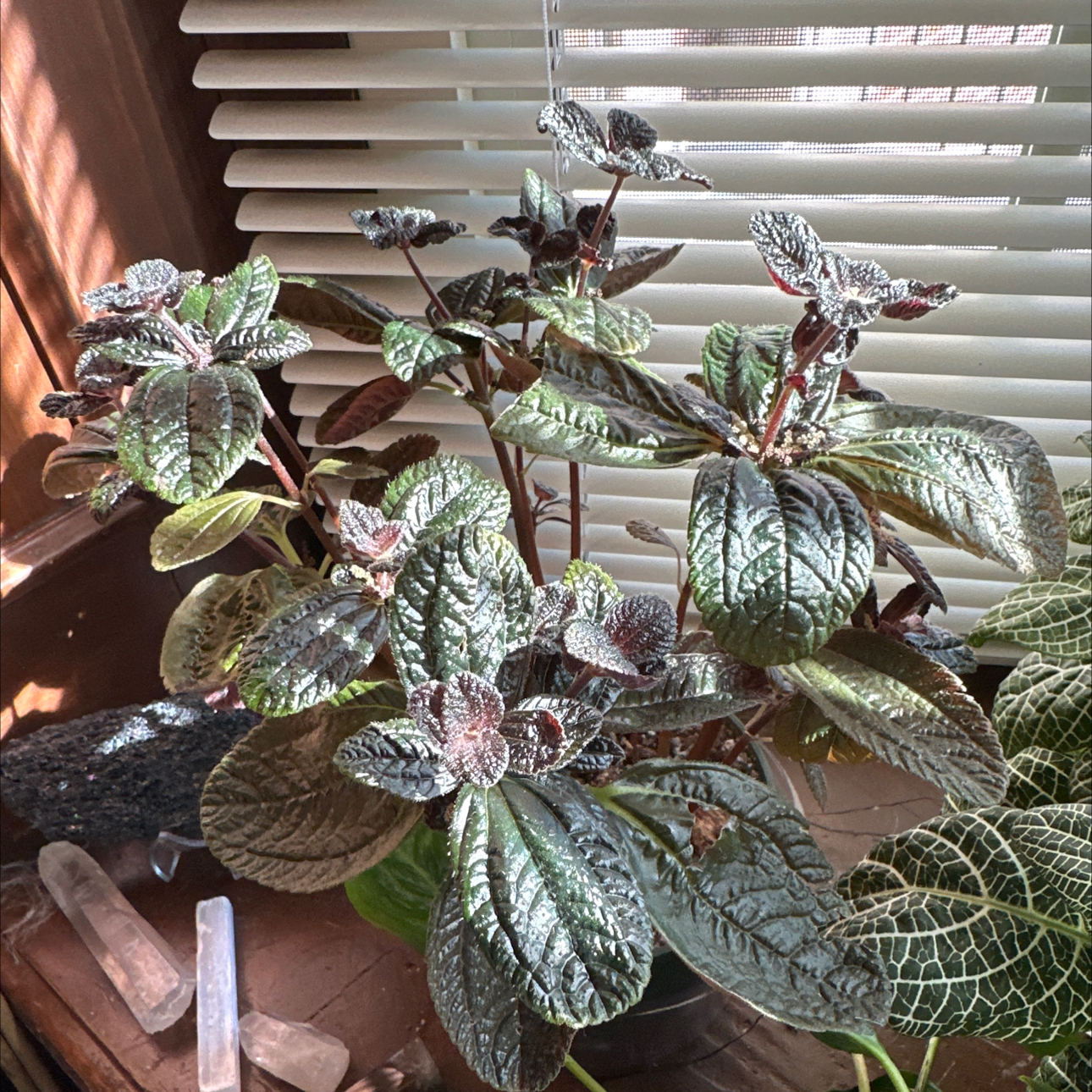 Photo of the plant species Pilea involucrata 'Norfolk' by @ManyFreesia1 named Eva on Greg, the plant care app