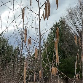 Photo of the plant species Common Filbert by @UpbeatRye25 named Foxxy on Greg, the plant care app