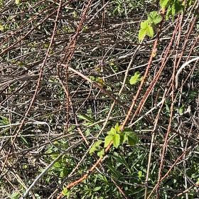 Photo of the plant species Salmonberry by @UpbeatRye25 named Bodhi on Greg, the plant care app