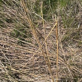 Photo of the plant species Calamagrostis arenaria by @UpbeatRye25 named Kardashian on Greg, the plant care app