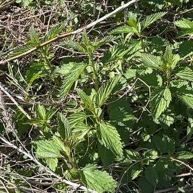 Photo of the plant species Hoary Stinging Nettle by @UpbeatRye25 named Navajo on Greg, the plant care app