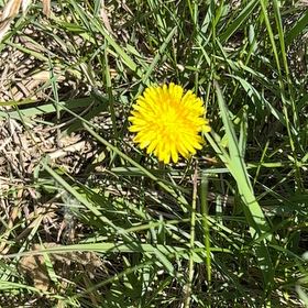 Photo of the plant species Blowball by @UpbeatRye25 named Robert Plant on Greg, the plant care app