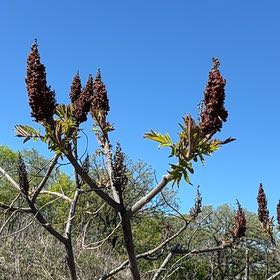 Photo of the plant species Smooth Sumac by @UpbeatRye25 named Oscar on Greg, the plant care app