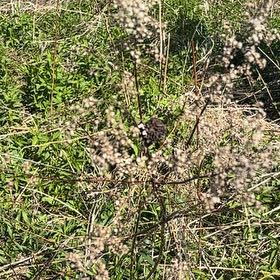 Photo of the plant species Lemon Bergamot by @UpbeatRye25 named Sol on Greg, the plant care app
