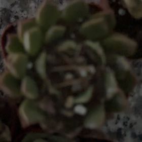 Photo of the plant species Livelong Saxifrage by @PoetPurei99 named Foxxy on Greg, the plant care app