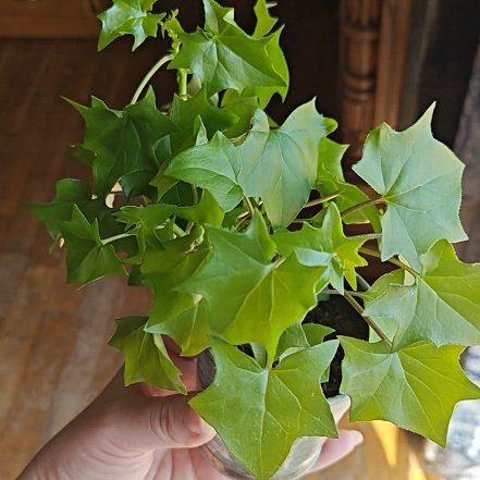 Photo of the plant species Cape Ivy by @BiggestTipa92 named Cape Ivy on Greg, the plant care app