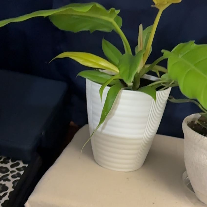 Photo of the plant species Philodendron 'Pluto's Gold' by @botanicalADHD named Pluto on Greg, the plant care app