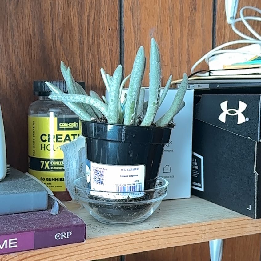 Photo of the plant species Woolly Senecio by @botanicalADHD named Chewbacca on Greg, the plant care app