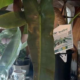 Photo of the plant species Philodendron atabapoense by @botanicalADHD named Cleopatra on Greg, the plant care app