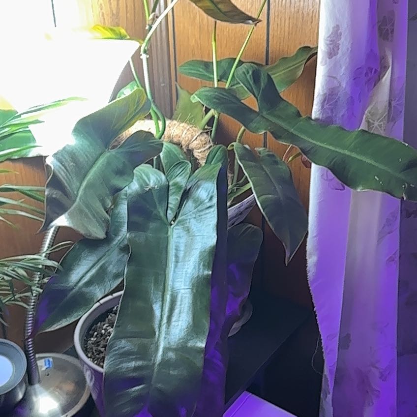 Photo of the plant species Philodendron atabapoense by @botanicalADHD named Girlfrond on Greg, the plant care app
