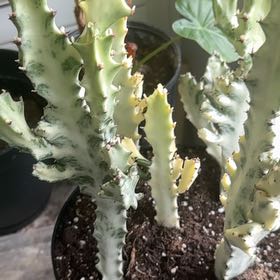 Photo of the plant species Dragon Bone by @LovingRose57 named Drogon on Greg, the plant care app