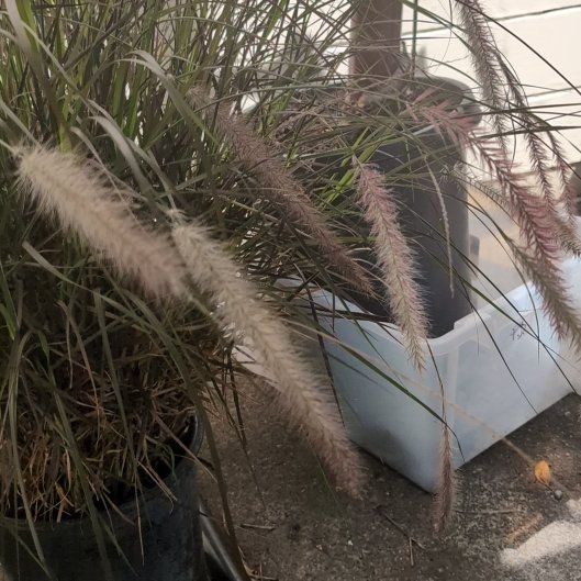 Photo of the plant species Pink Muhly Grass by @iBrake4Plants named Pink Mully on Greg, the plant care app