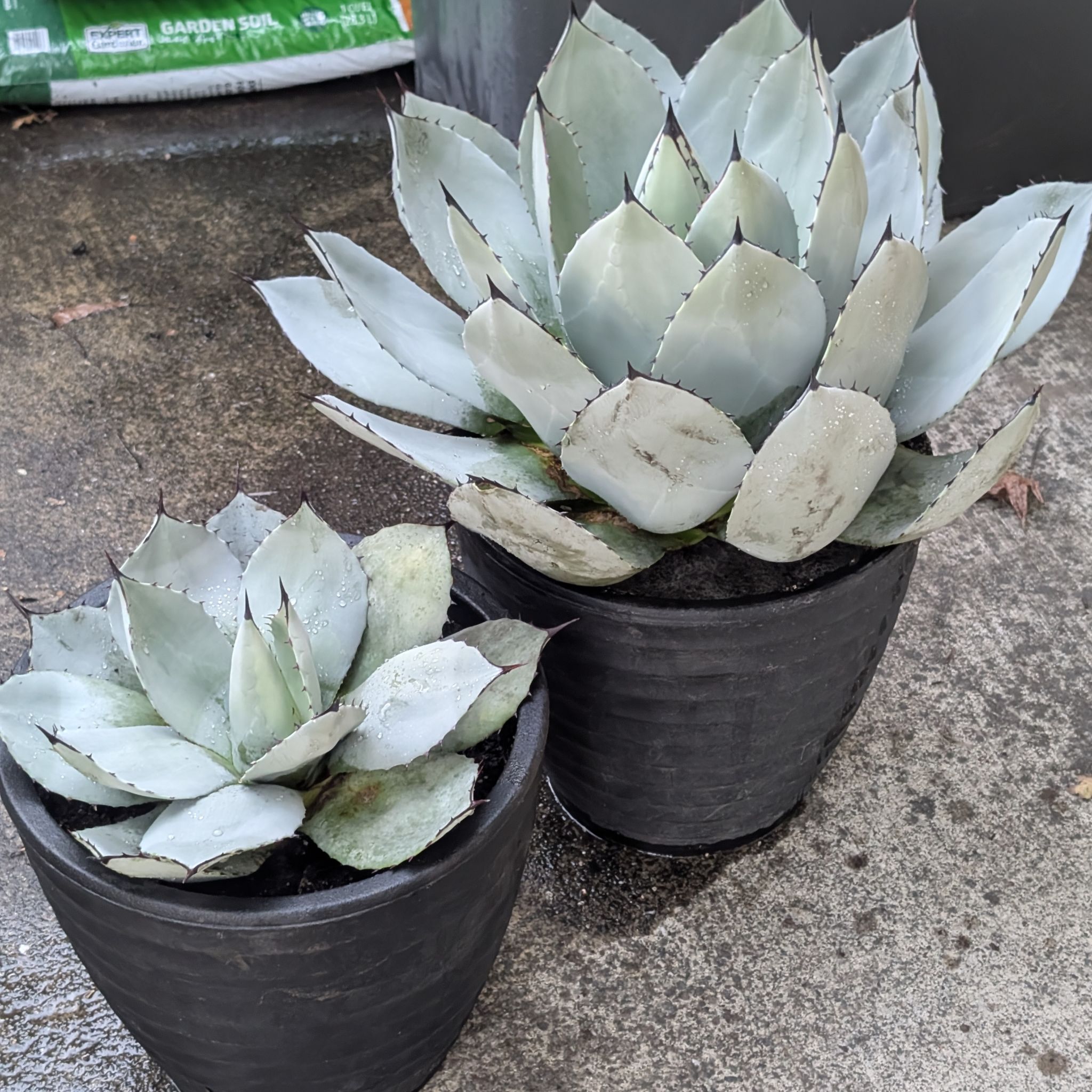 Photo of the plant species Artichoke Agave by @iBrake4Plants named "Rambo" First Blood on Greg, the plant care app