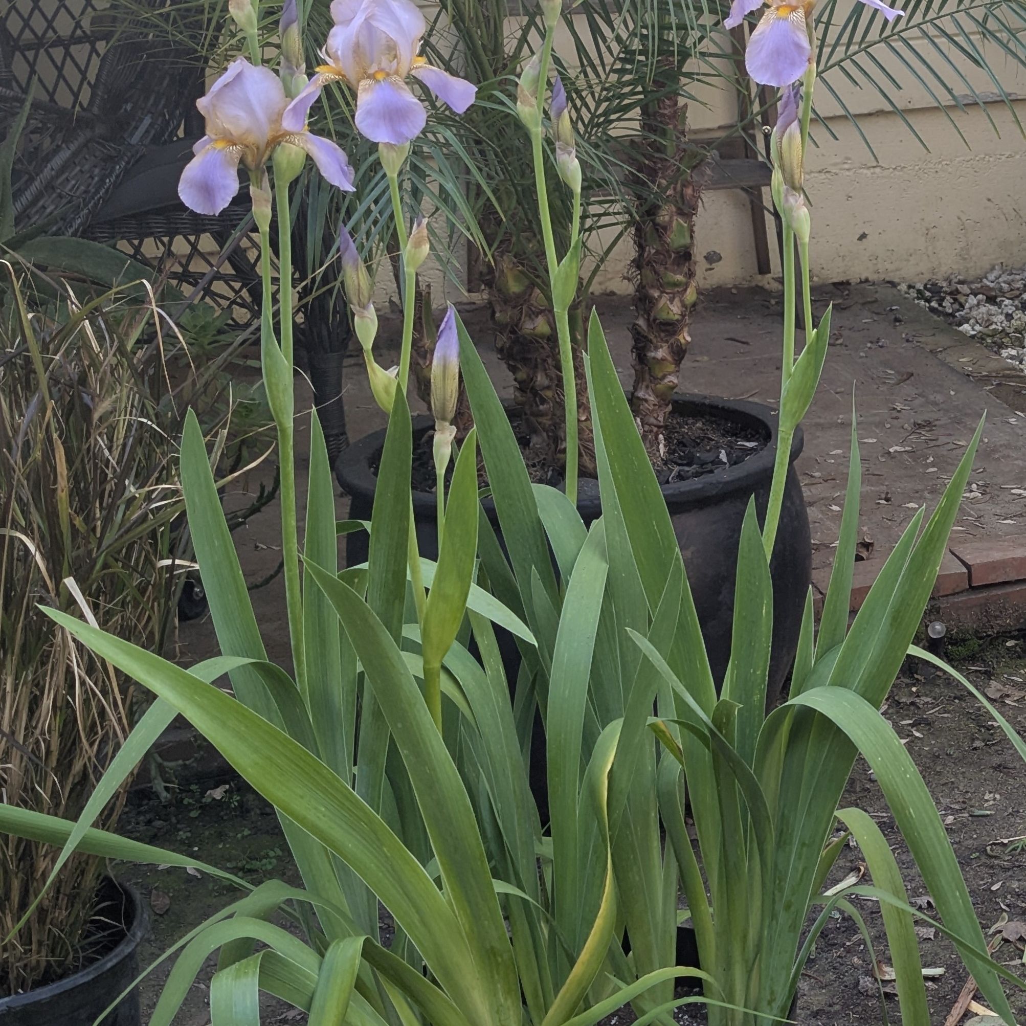 Photo of the plant species Bearded Iris 'Frigiya' by @iBrake4Plants named Iris on Greg, the plant care app