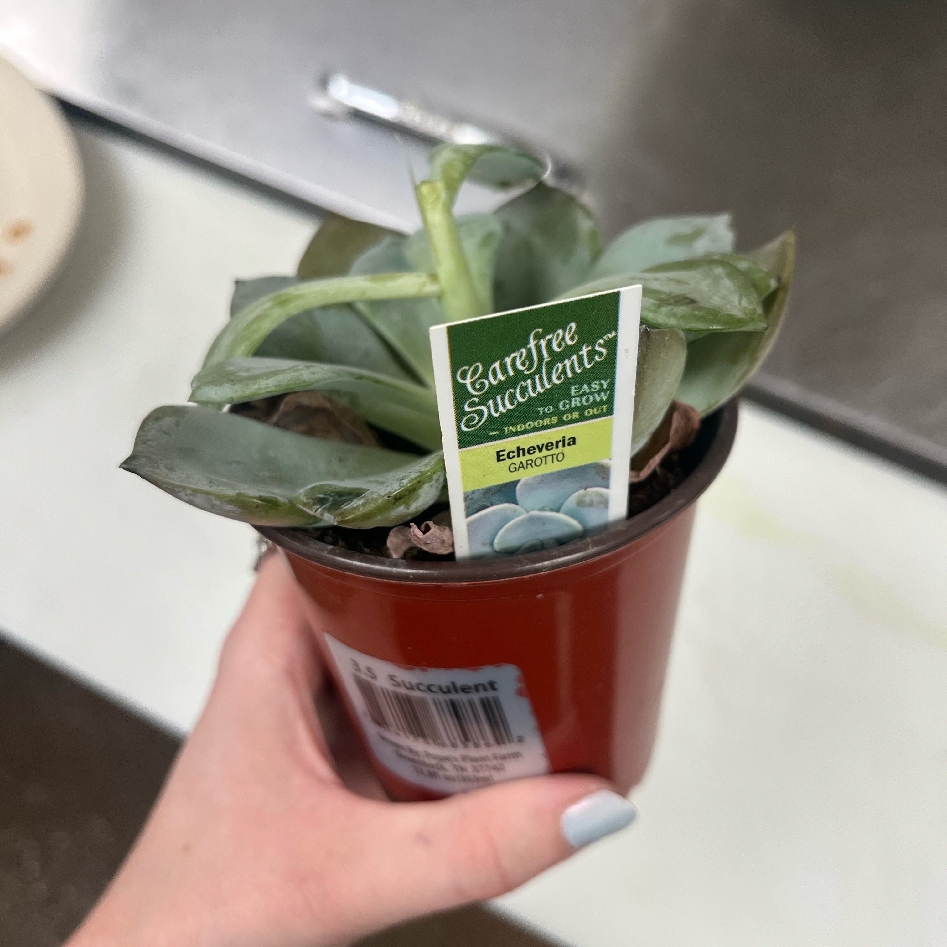 Photo of the plant species Garotto Echeveria by @SelflessFlatpea named Yue on Greg, the plant care app