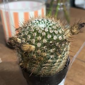 Photo of the plant species Notocactus by @SoundlySunburst named Harmony on Greg, the plant care app