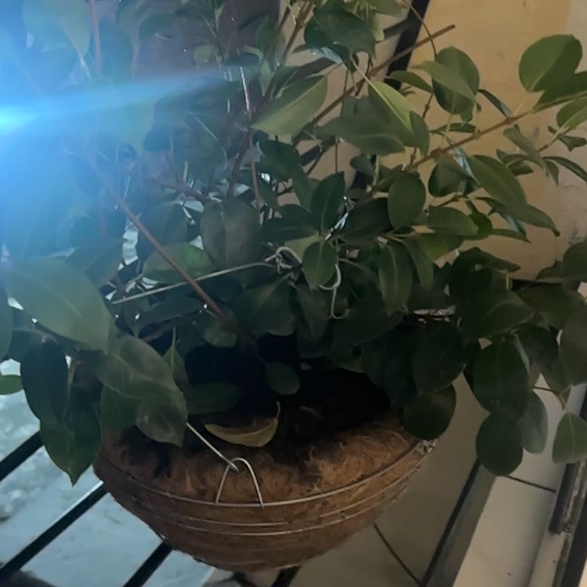 Photo of the plant species Pink Dipladenia by @AlwaysDodder59 named Naomi on Greg, the plant care app
