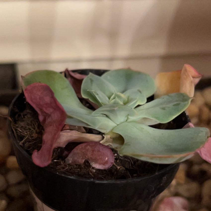 Photo of the plant species Echeveria 'Persia' by @WinSatinwood94 named Denali on Greg, the plant care app