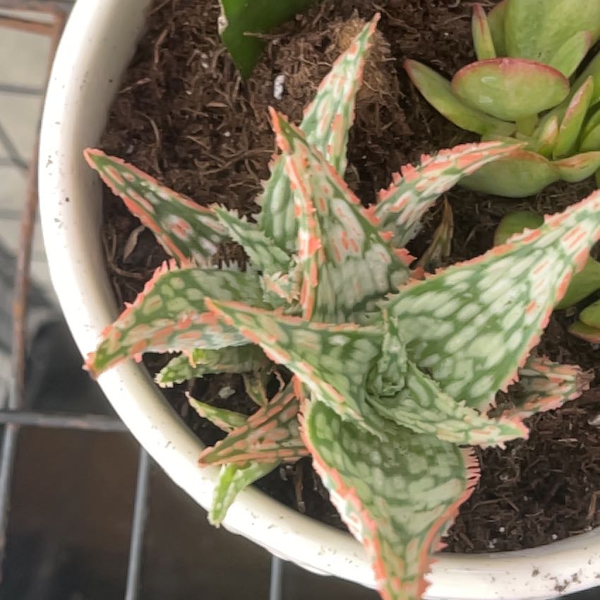 Photo of the plant species Assorted Aloe by @HotGambeloak41 named Kylie on Greg, the plant care app