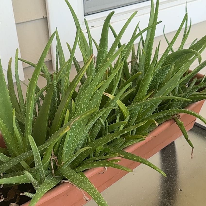 Photo of the plant species Aloe by @GentleOakmoss named Austen on Greg, the plant care app