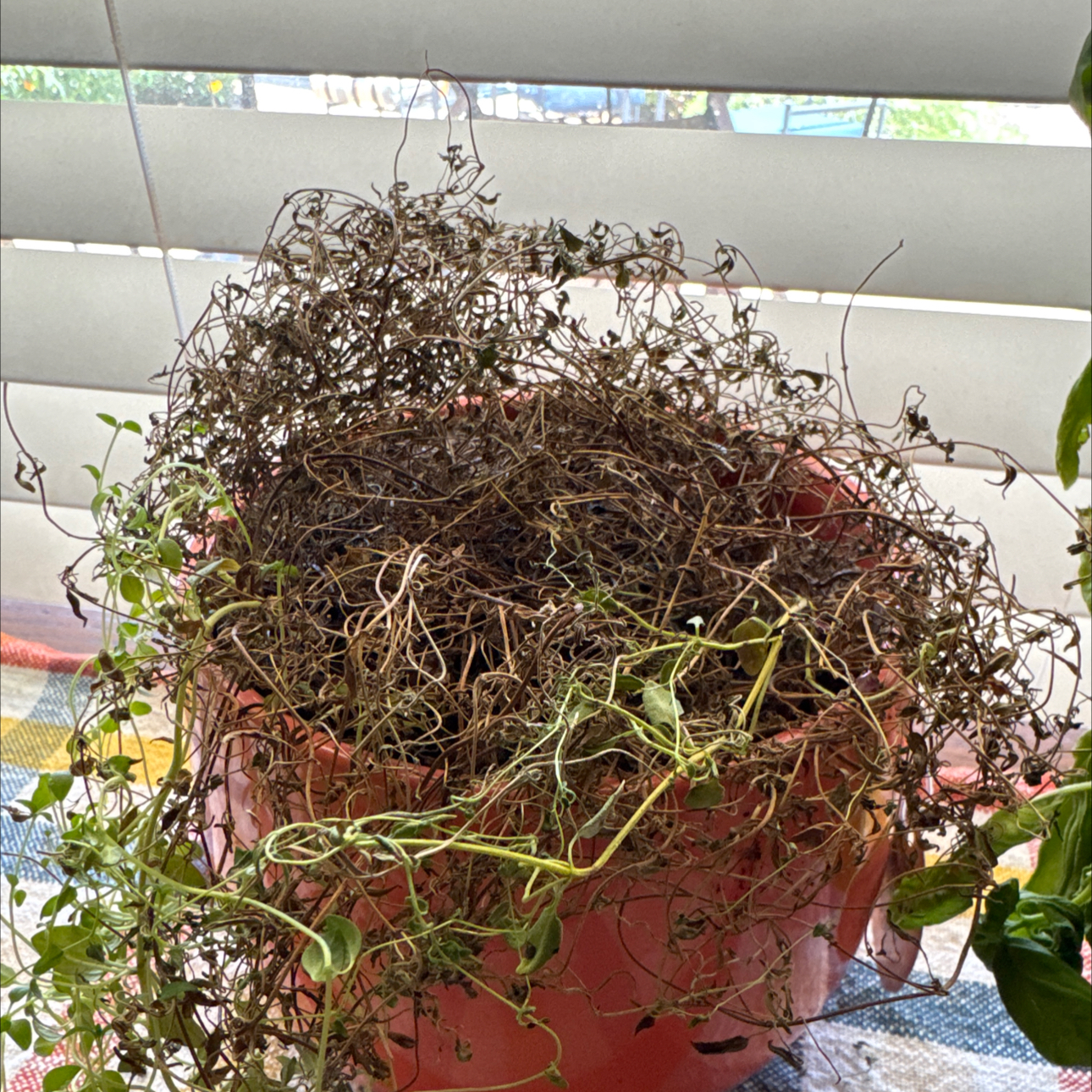 Photo of the plant species Thyme by @JovialSalad82 named Leonardo on Greg, the plant care app