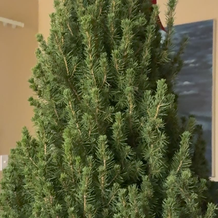 Photo of the plant species Dwarf Alberta Spruce by @YardYuzu35 named Harry on Greg, the plant care app