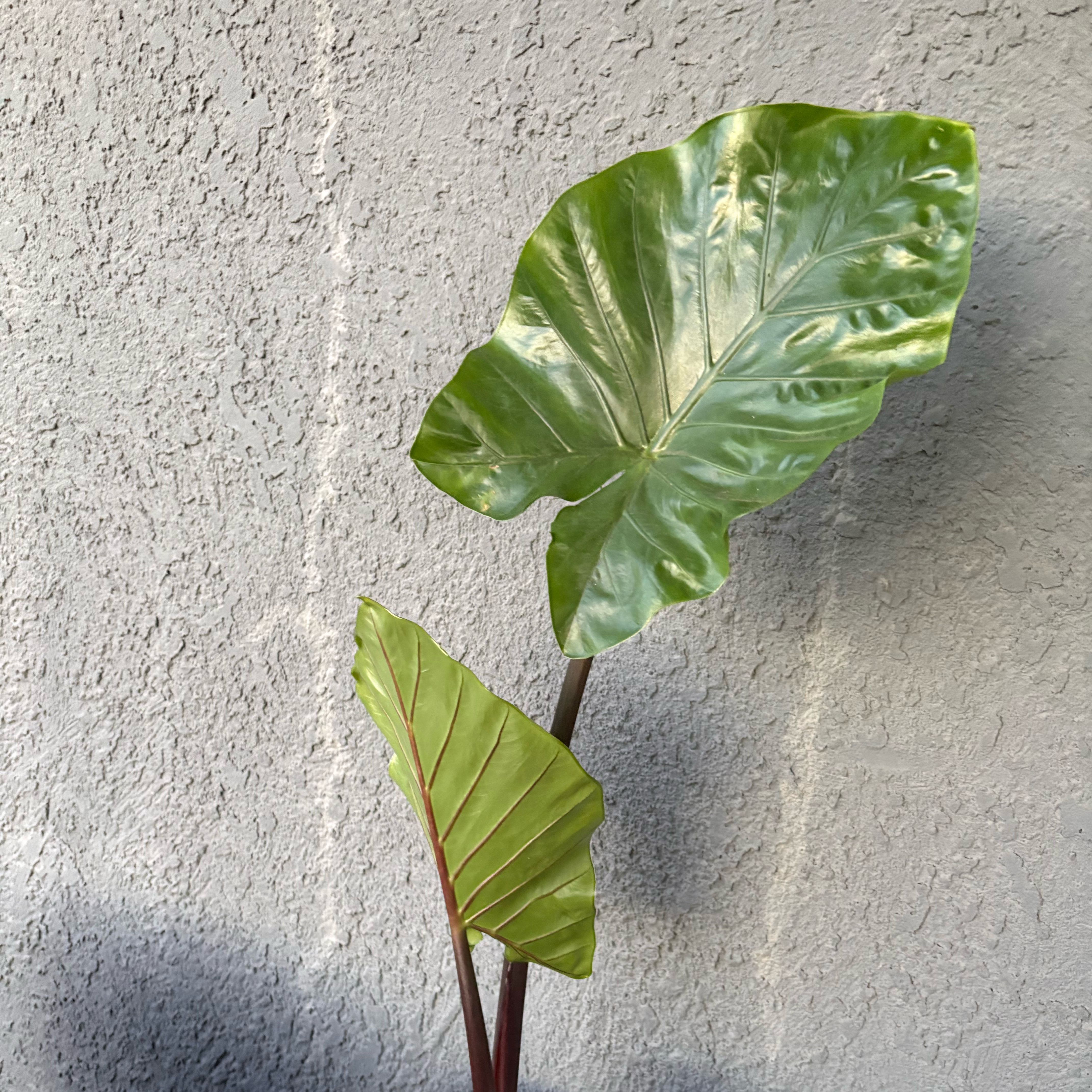 Photo of the plant species Alocasia Black Cobra by @YardYuzu35 named Mando on Greg, the plant care app