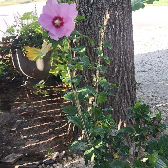 Photo of the plant species Minerva Rose of Sharon by @mudgirl97 named Miley on Greg, the plant care app
