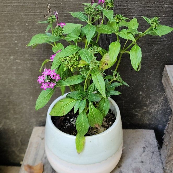 Photo of the plant species Pentagramma triangularis by @mudgirl97 named Tupot amaroot on Greg, the plant care app