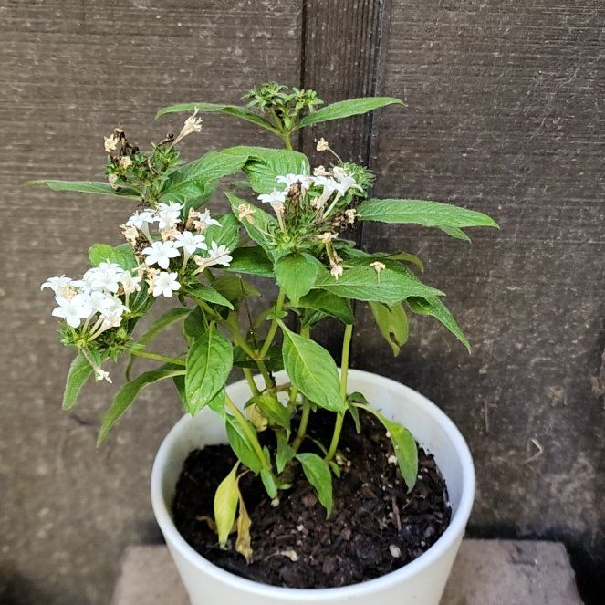 Photo of the plant species Pentagramma triangularis by @mudgirl97 named Homer on Greg, the plant care app
