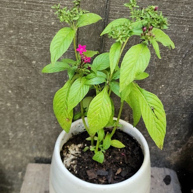 Photo of the plant species Pentagramma triangularis by @mudgirl97 named Naomi on Greg, the plant care app