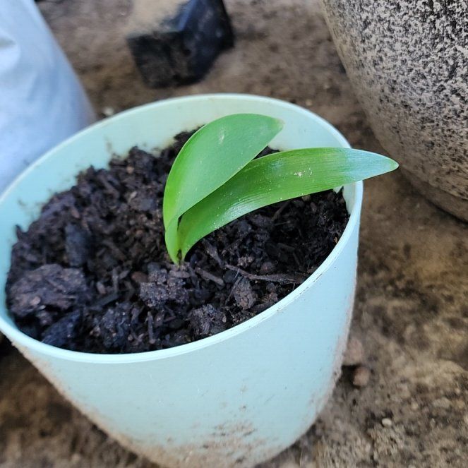 Photo of the plant species Peace Lilly by @mudgirl97 named Sol on Greg, the plant care app