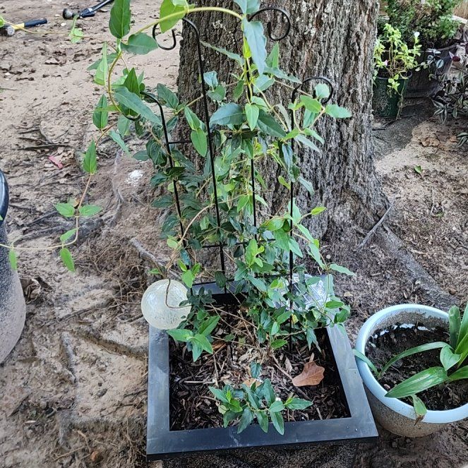 Photo of the plant species honey suckle by @mudgirl97 named Fernie Mac on Greg, the plant care app