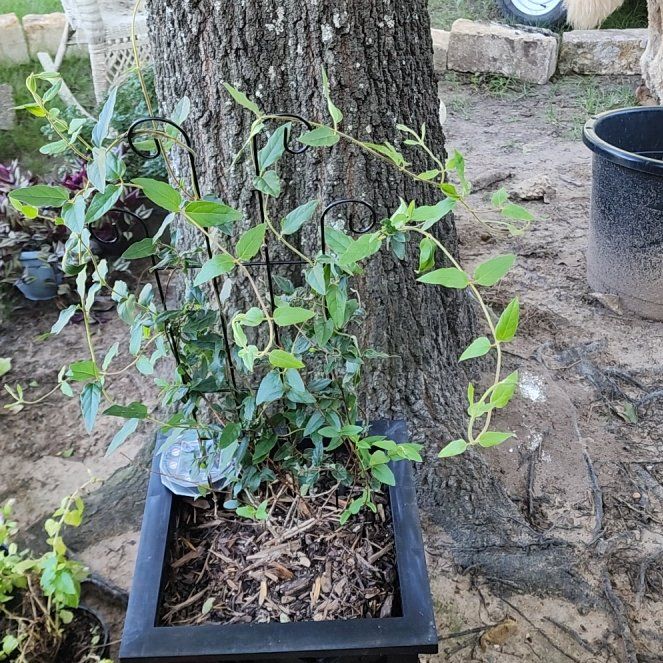 Photo of the plant species honey suckle by @mudgirl97 named Harper on Greg, the plant care app
