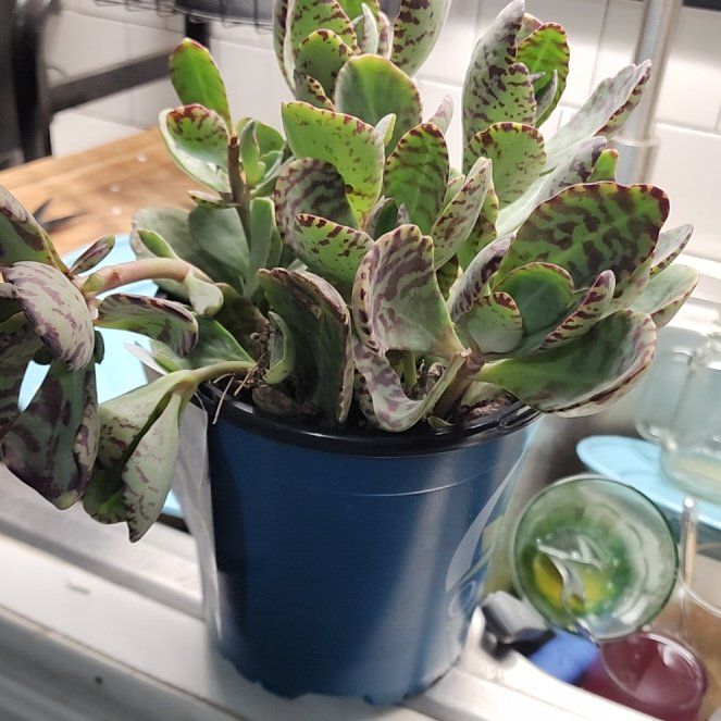 Photo of the plant species desert surprise by @mudgirl97 named Pax on Greg, the plant care app
