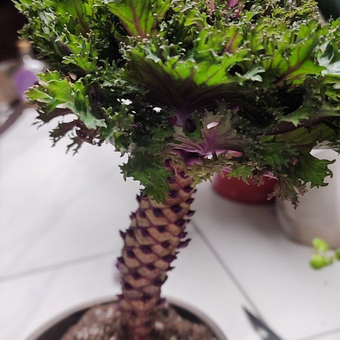 Photo of the plant species Ornamental Kale 'Ebony' by @mudgirl97 named Kobe on Greg, the plant care app